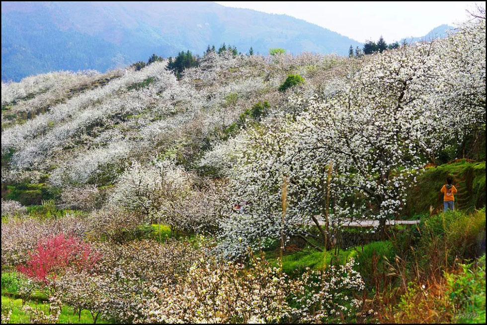 【春天，广西桂林灌阳县向您发出邀请！】我们在灌阳看梨花 - 游山玩水 - 德宏生活社区 - 德宏28生活网 dh.28life.net