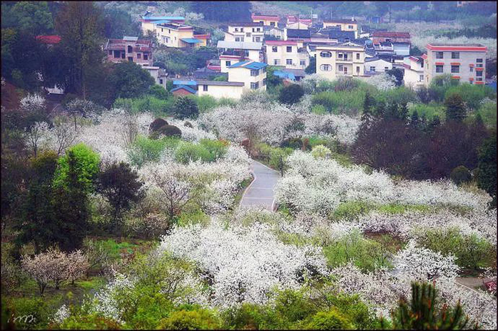 【春天，广西桂林灌阳县向您发出邀请！】我们在灌阳看梨花 - 游山玩水 - 德宏生活社区 - 德宏28生活网 dh.28life.net