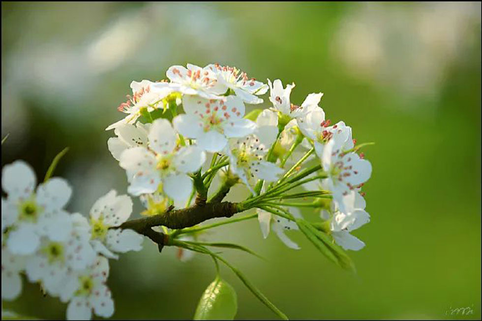 【春天，广西桂林灌阳县向您发出邀请！】我们在灌阳看梨花 - 游山玩水 - 德宏生活社区 - 德宏28生活网 dh.28life.net