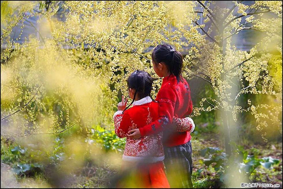 【春天，广西桂林灌阳县向您发出邀请！】米珠山前有片山苍子花在飘香 - 游山玩水 - 德宏生活社区 - 德宏28生活网 dh.28life.net