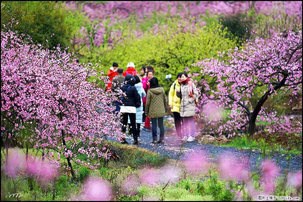【春天，广西桂林灌阳县向您发出邀请！】官庄村有个醉美的桃花园 - 游山玩水 - 德宏生活社区 - 德宏28生活网 dh.28life.net