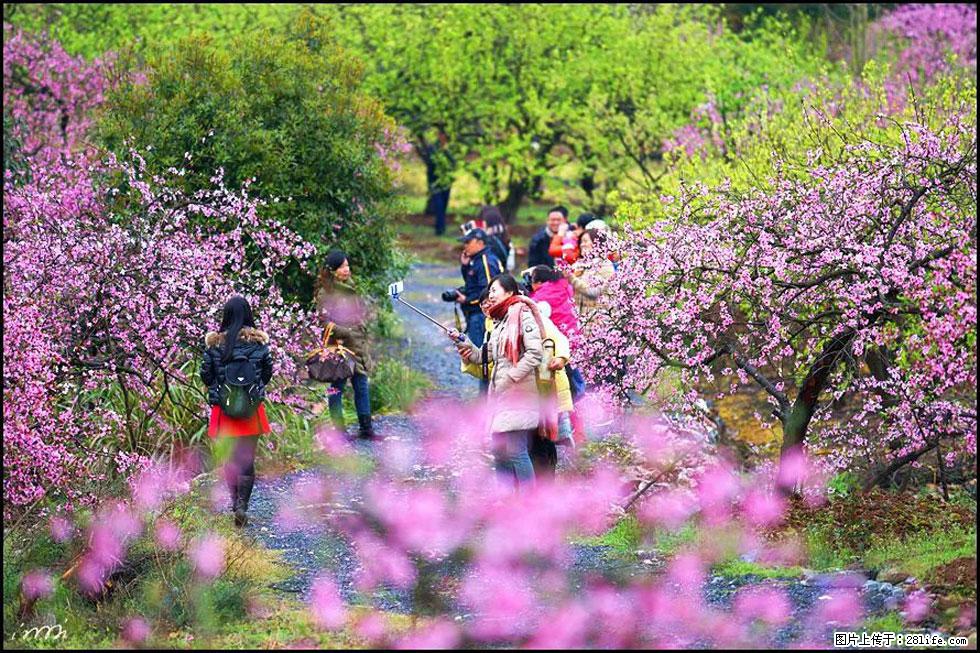 【春天，广西桂林灌阳县向您发出邀请！】官庄村有个醉美的桃花园 - 游山玩水 - 德宏生活社区 - 德宏28生活网 dh.28life.net