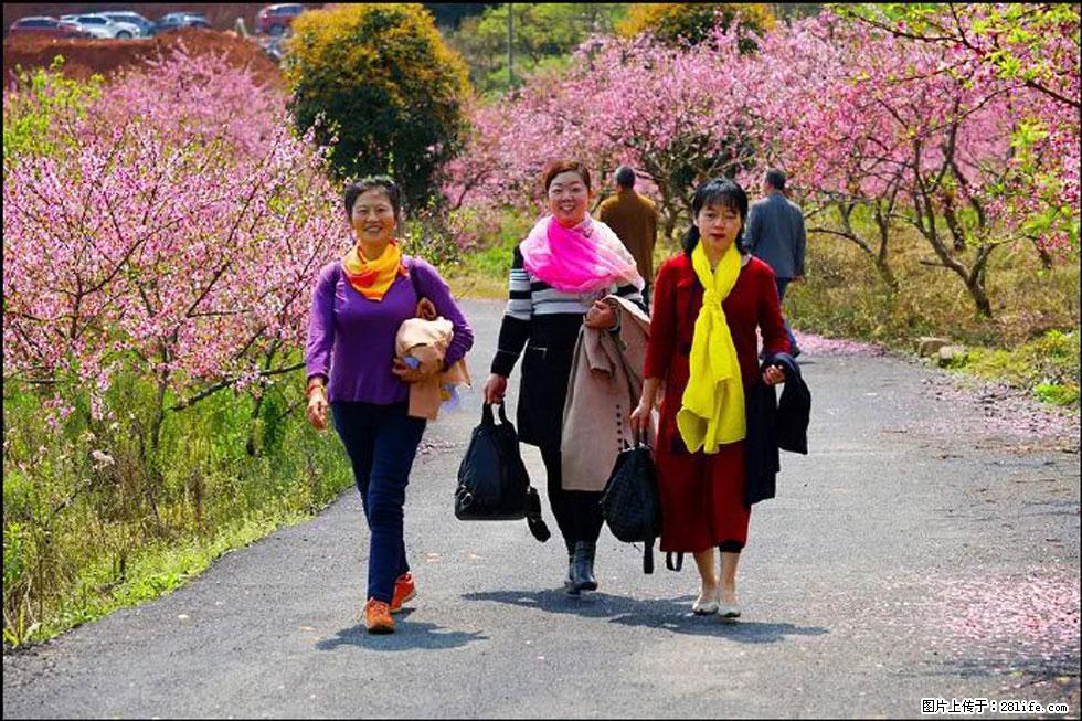 【春天，广西桂林灌阳县向您发出邀请！】官庄村有个醉美的桃花园 - 游山玩水 - 德宏生活社区 - 德宏28生活网 dh.28life.net