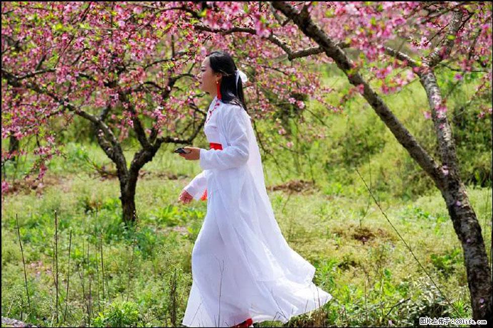 【春天，广西桂林灌阳县向您发出邀请！】官庄村有个醉美的桃花园 - 游山玩水 - 德宏生活社区 - 德宏28生活网 dh.28life.net