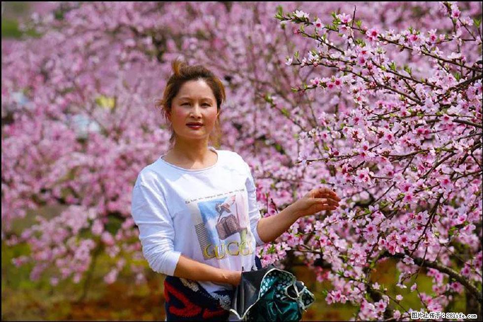 【春天，广西桂林灌阳县向您发出邀请！】官庄村有个醉美的桃花园 - 游山玩水 - 德宏生活社区 - 德宏28生活网 dh.28life.net
