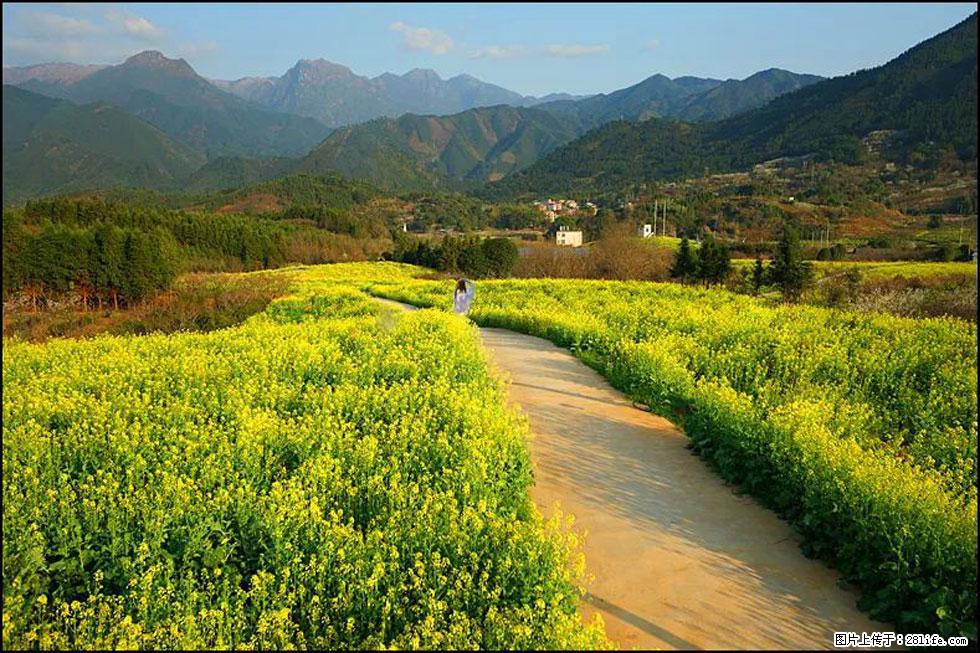 【春天，广西桂林灌阳县向您发出邀请！】长坪村油菜盛情花开 - 游山玩水 - 德宏生活社区 - 德宏28生活网 dh.28life.net