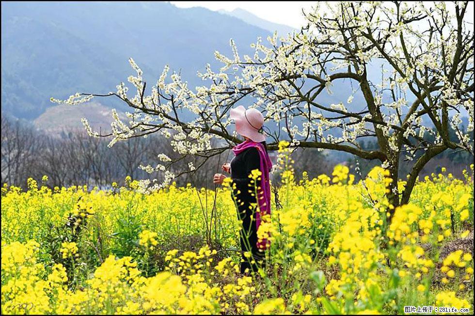 【春天，广西桂林灌阳县向您发出邀请！】长坪村油菜盛情花开 - 游山玩水 - 德宏生活社区 - 德宏28生活网 dh.28life.net