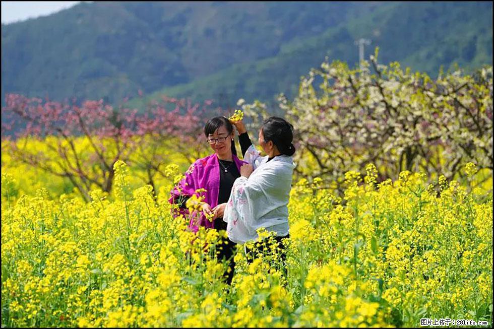 【春天，广西桂林灌阳县向您发出邀请！】长坪村油菜盛情花开 - 游山玩水 - 德宏生活社区 - 德宏28生活网 dh.28life.net