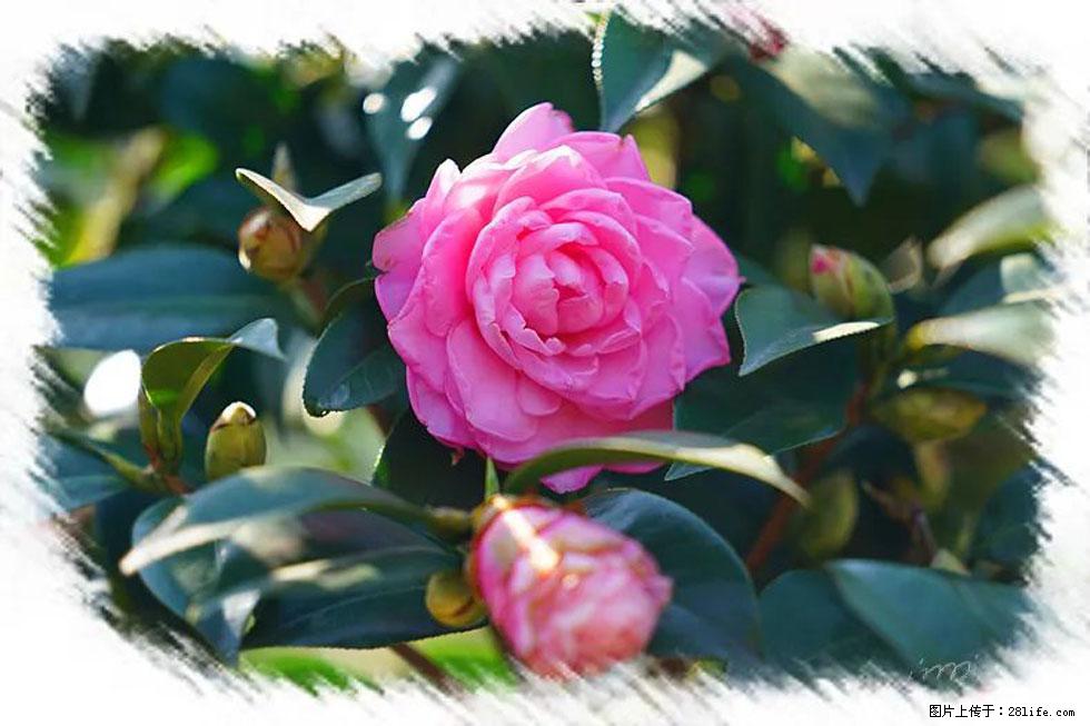 【春天，广西桂林灌阳县向您发出邀请！】杨柳井茶花惹人爱 - 游山玩水 - 德宏生活社区 - 德宏28生活网 dh.28life.net