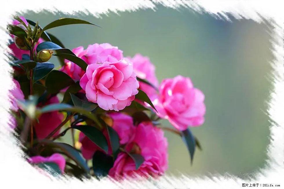 【春天，广西桂林灌阳县向您发出邀请！】杨柳井茶花惹人爱 - 游山玩水 - 德宏生活社区 - 德宏28生活网 dh.28life.net