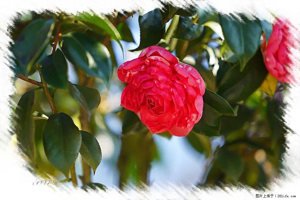 【春天，广西桂林灌阳县向您发出邀请！】杨柳井茶花惹人爱 - 游山玩水 - 德宏生活社区 - 德宏28生活网 dh.28life.net