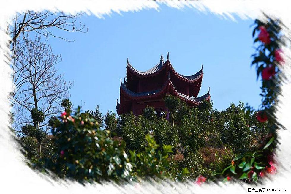 【春天，广西桂林灌阳县向您发出邀请！】杨柳井茶花惹人爱 - 游山玩水 - 德宏生活社区 - 德宏28生活网 dh.28life.net