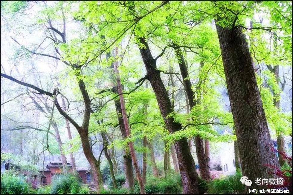 【春天，广西桂林灌阳县向您发出邀请！】在小龙村与春天约会 - 游山玩水 - 德宏生活社区 - 德宏28生活网 dh.28life.net