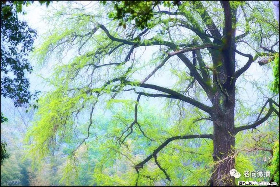 【春天，广西桂林灌阳县向您发出邀请！】在小龙村与春天约会 - 游山玩水 - 德宏生活社区 - 德宏28生活网 dh.28life.net