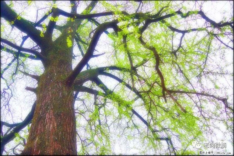 【春天，广西桂林灌阳县向您发出邀请！】在小龙村与春天约会 - 游山玩水 - 德宏生活社区 - 德宏28生活网 dh.28life.net
