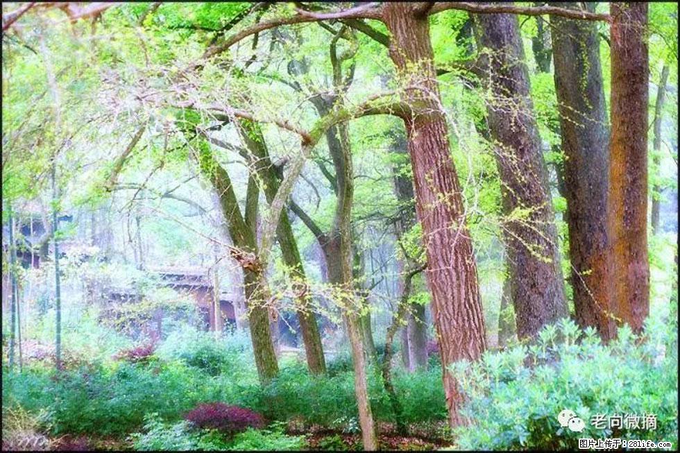 【春天，广西桂林灌阳县向您发出邀请！】在小龙村与春天约会 - 游山玩水 - 德宏生活社区 - 德宏28生活网 dh.28life.net
