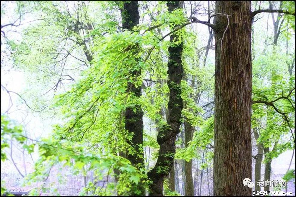 【春天，广西桂林灌阳县向您发出邀请！】在小龙村与春天约会 - 游山玩水 - 德宏生活社区 - 德宏28生活网 dh.28life.net