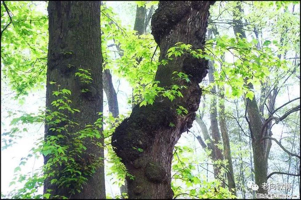 【春天，广西桂林灌阳县向您发出邀请！】在小龙村与春天约会 - 游山玩水 - 德宏生活社区 - 德宏28生活网 dh.28life.net