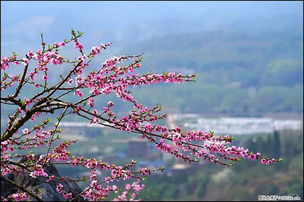 【春天，广西桂林灌阳县向您发出邀请！】望月岭上桃花开 - 游山玩水 - 德宏生活社区 - 德宏28生活网 dh.28life.net