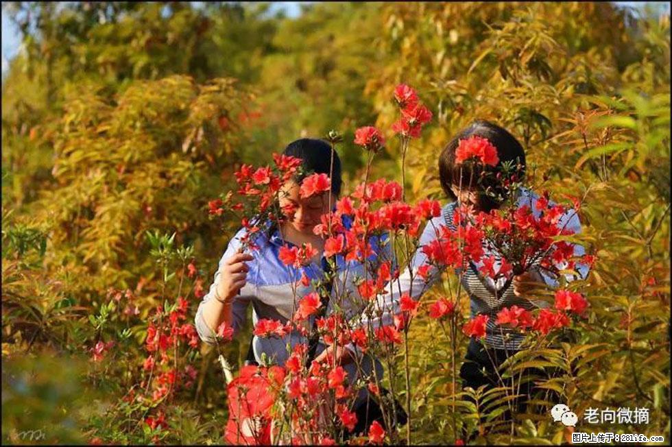 【春天，广西桂林灌阳县向您发出邀请！】登麒麟山，相约映山红 - 游山玩水 - 德宏生活社区 - 德宏28生活网 dh.28life.net
