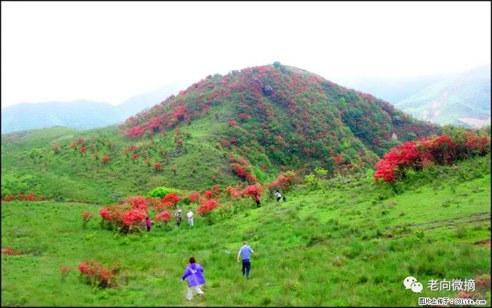 【春天，广西桂林灌阳县向您发出邀请！】宝盖山上映山红 - 游山玩水 - 德宏生活社区 - 德宏28生活网 dh.28life.net