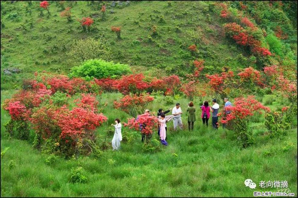 【春天，广西桂林灌阳县向您发出邀请！】宝盖山上映山红 - 游山玩水 - 德宏生活社区 - 德宏28生活网 dh.28life.net