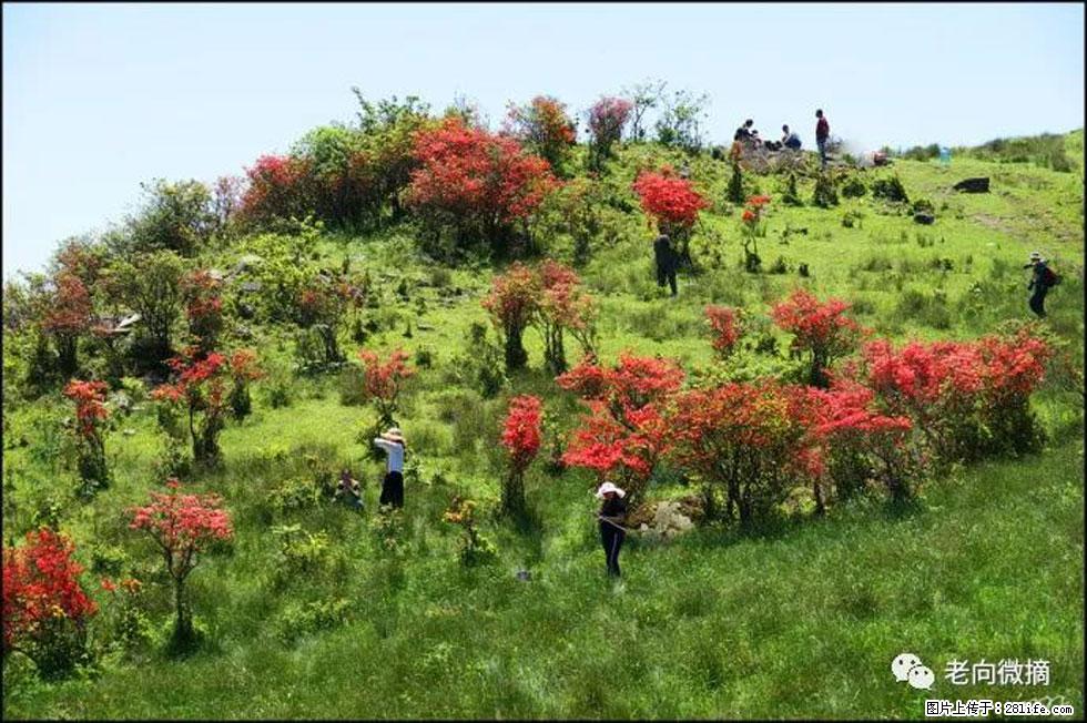【春天，广西桂林灌阳县向您发出邀请！】宝盖山上映山红 - 游山玩水 - 德宏生活社区 - 德宏28生活网 dh.28life.net
