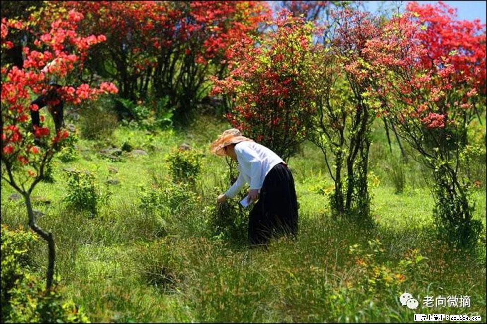 【春天，广西桂林灌阳县向您发出邀请！】宝盖山上映山红 - 游山玩水 - 德宏生活社区 - 德宏28生活网 dh.28life.net