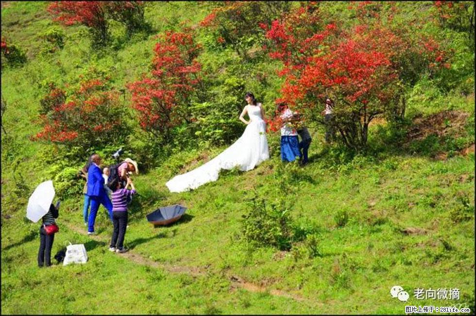 【春天，广西桂林灌阳县向您发出邀请！】宝盖山上映山红 - 游山玩水 - 德宏生活社区 - 德宏28生活网 dh.28life.net