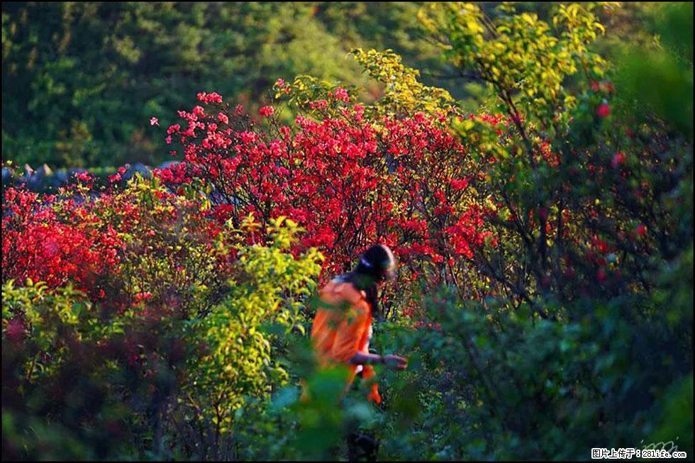 【春天，广西桂林灌阳县向您发出邀请！】春木界上映山红 - 游山玩水 - 德宏生活社区 - 德宏28生活网 dh.28life.net