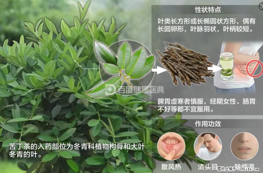 苦丁茶有哪些功效和作用 - 生活百科 - 德宏生活社区 - 德宏28生活网 dh.28life.net