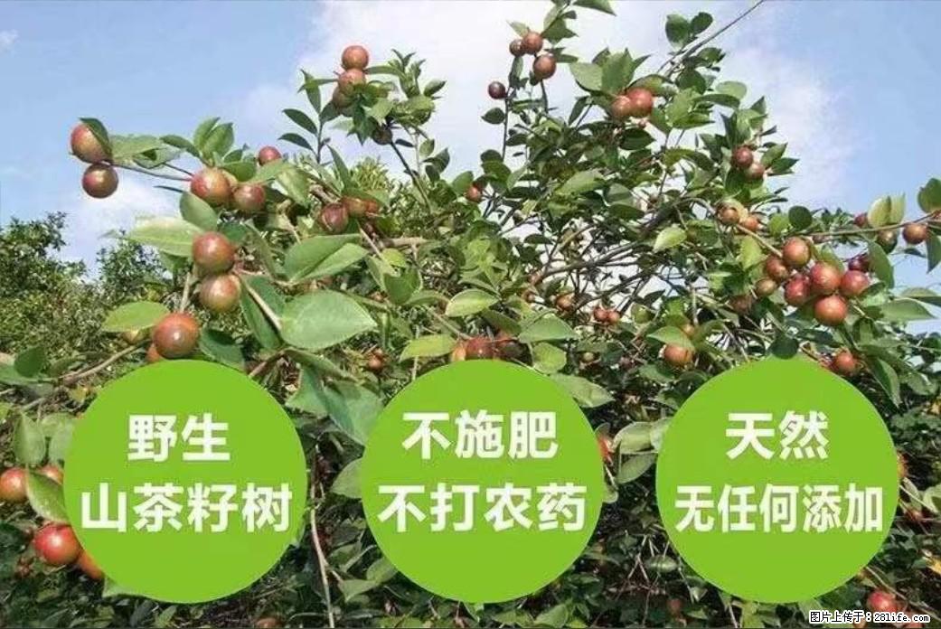 【灌阳县油茶产业示范区】一个有着充实的精神生活的人，对待身外之物自会有一种淡泊的态度 - 美食天地 - 德宏生活社区 - 德宏28生活网 dh.28life.net