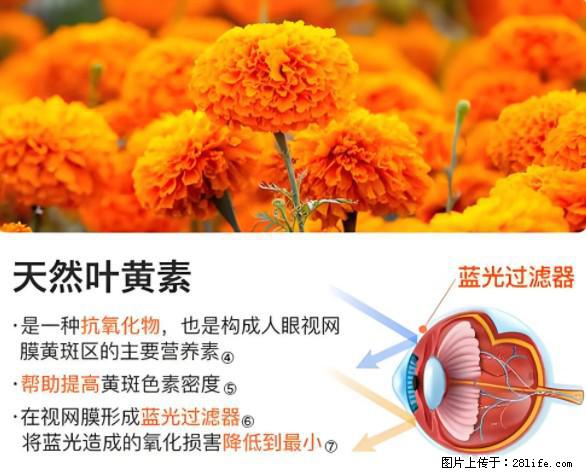 叶黄素有什么功效和作用 - 生活百科 - 德宏生活社区 - 德宏28生活网 dh.28life.net