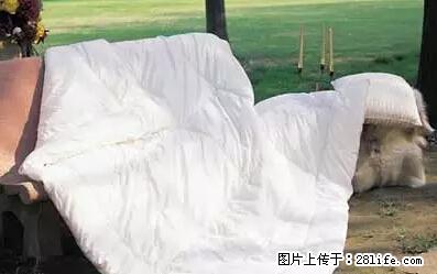 被子有异味？只要这样做，比晒太阳还强100倍！ - 家居生活 - 德宏生活社区 - 德宏28生活网 dh.28life.net