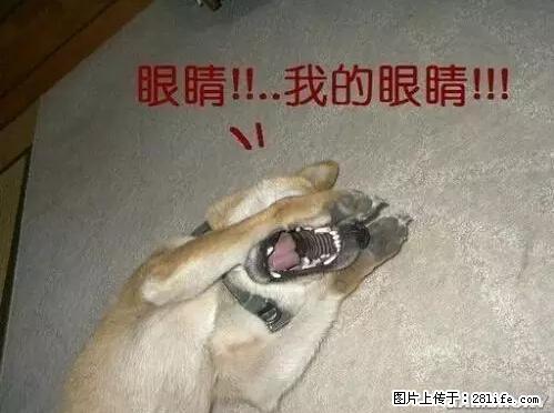 笑癫了！一女的怀孕三年未生，他终于忍不住了... - 娱乐八卦 - 德宏生活社区 - 德宏28生活网 dh.28life.net