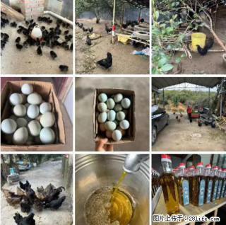 油茶园从小鸡仔开始养起的纯土鸡、土鸡蛋可以预定啦！还有前几天刚榨的纯山茶油哦 - 德宏28生活网 dh.28life.net