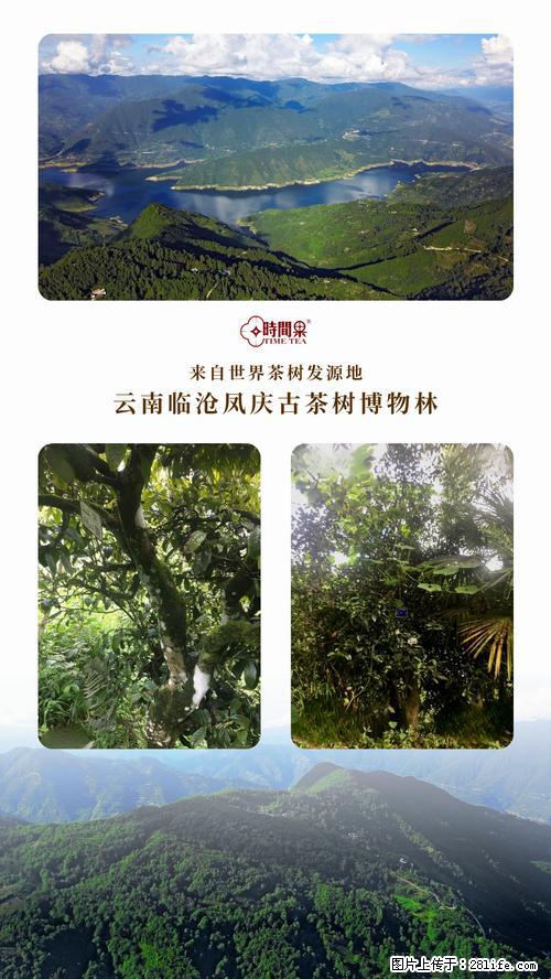 时间果百年古树2025年春红茶 - 购物交流 - 德宏生活社区 - 德宏28生活网 dh.28life.net