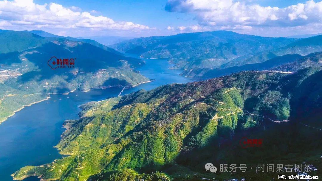 时间果百年古树龙珠普洱生茶 - 购物交流 - 德宏生活社区 - 德宏28生活网 dh.28life.net