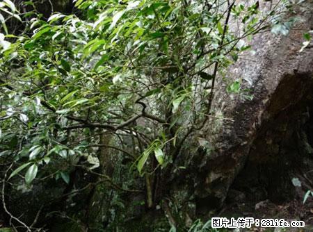 平乐石崖茶，珍贵仅次于金花茶 - 德宏生活资讯 - 德宏28生活网 dh.28life.net