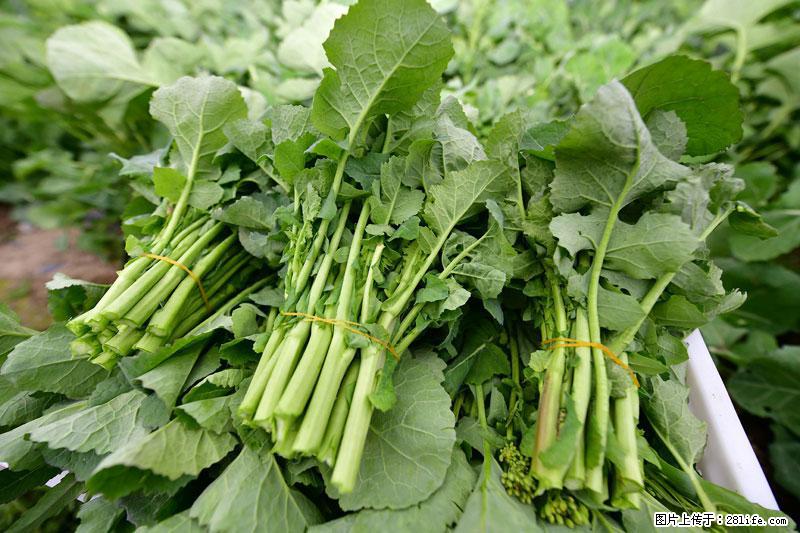 这些蔬菜是“天然钙片”，这6种被医生重点推荐 - 德宏生活资讯 - 德宏28生活网 dh.28life.net